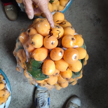 早中六号大果枇杷