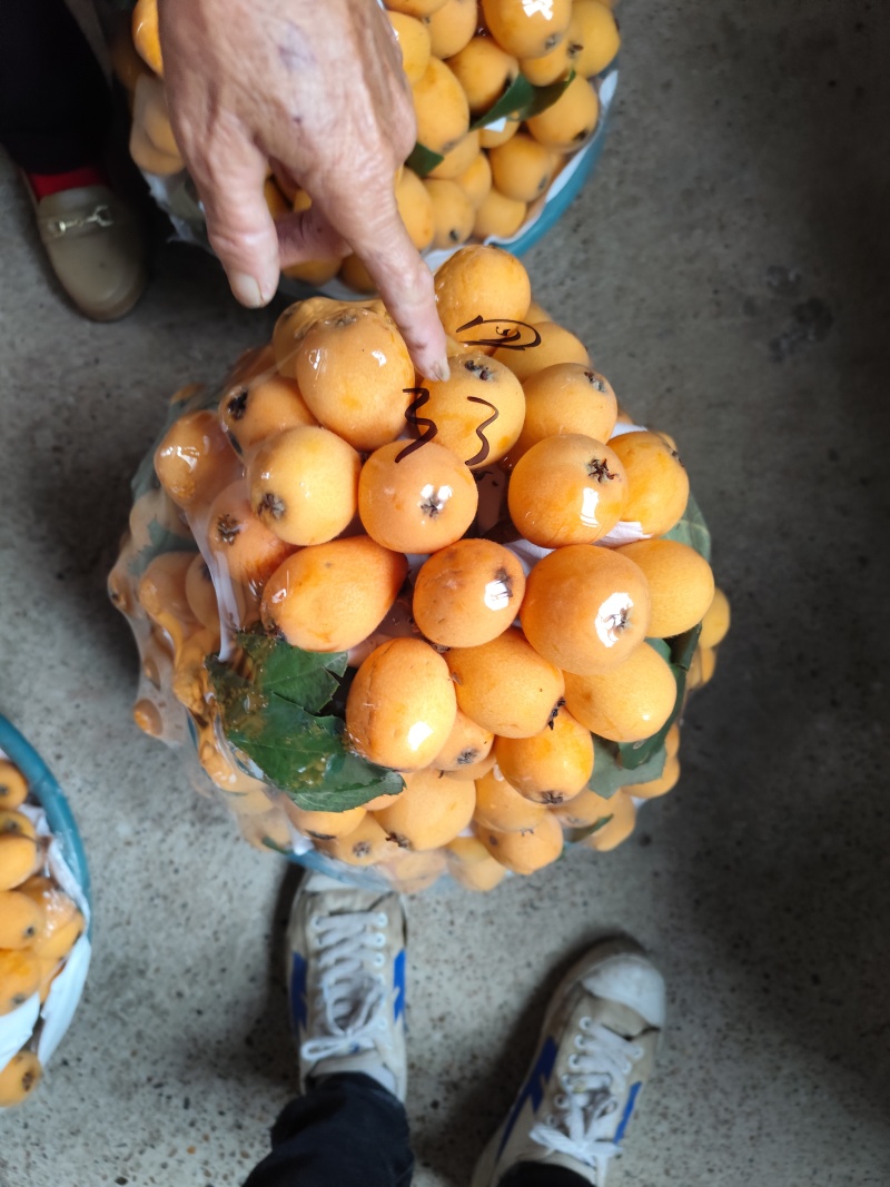 早中六号大果枇杷