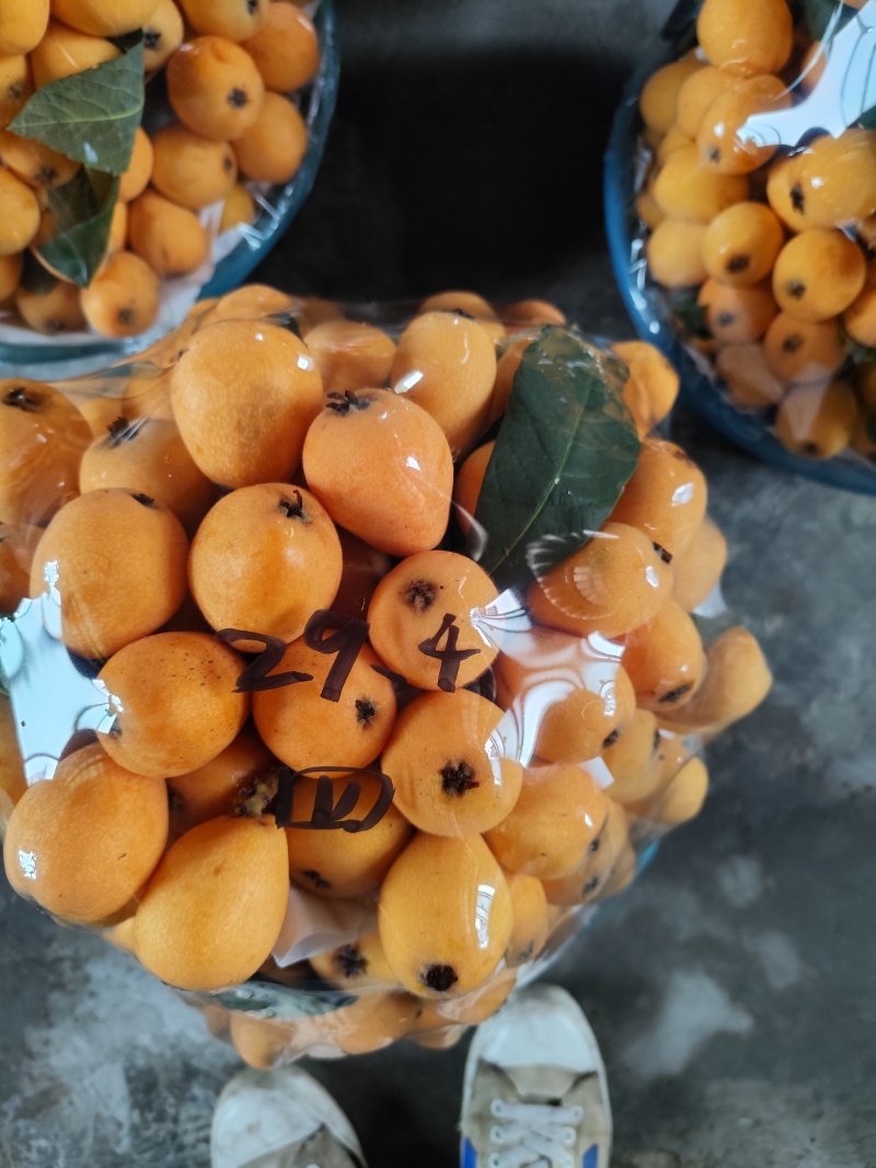 早中六号大果枇杷
