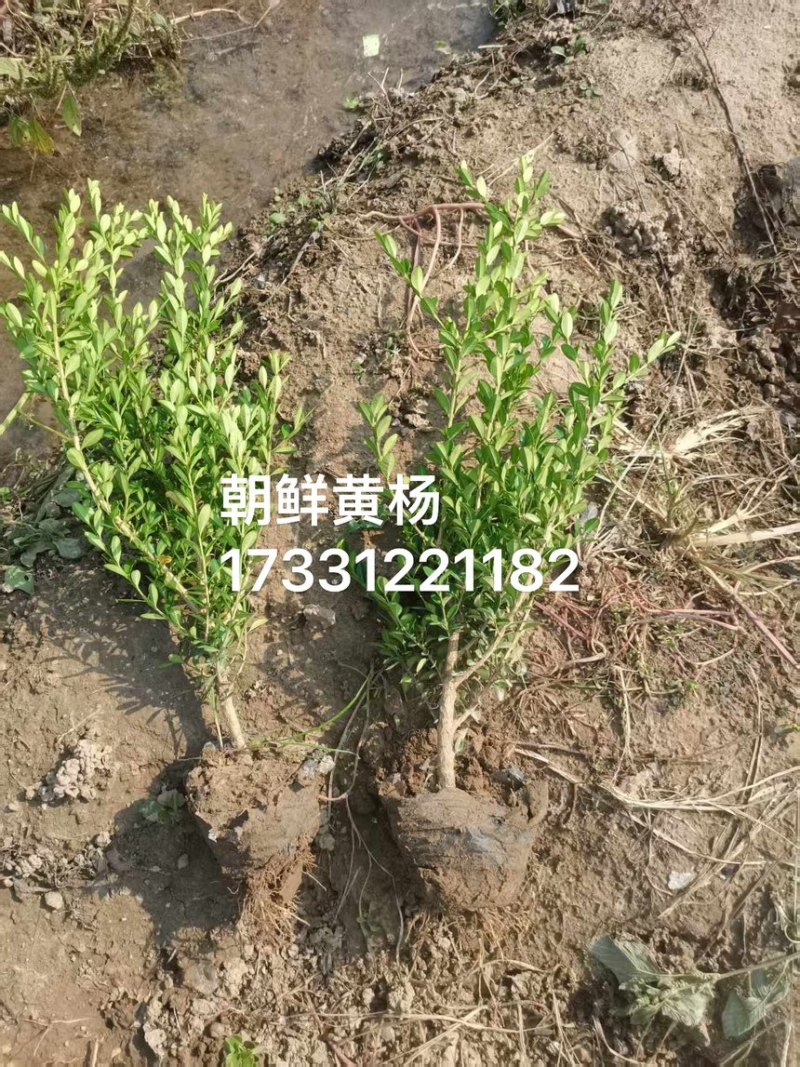 朝鲜黄杨杯苗瓜子黄杨黄杨小苗河北苗