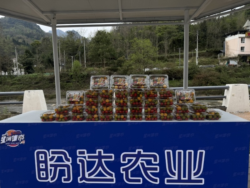 【盼达农业】五彩超甜千禧圣女果，基地直供