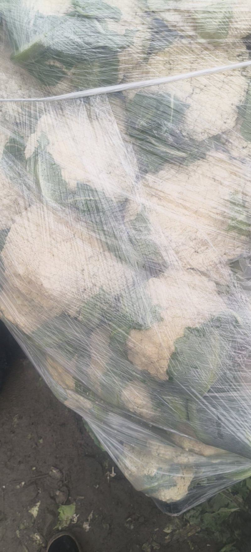 精品花菜
