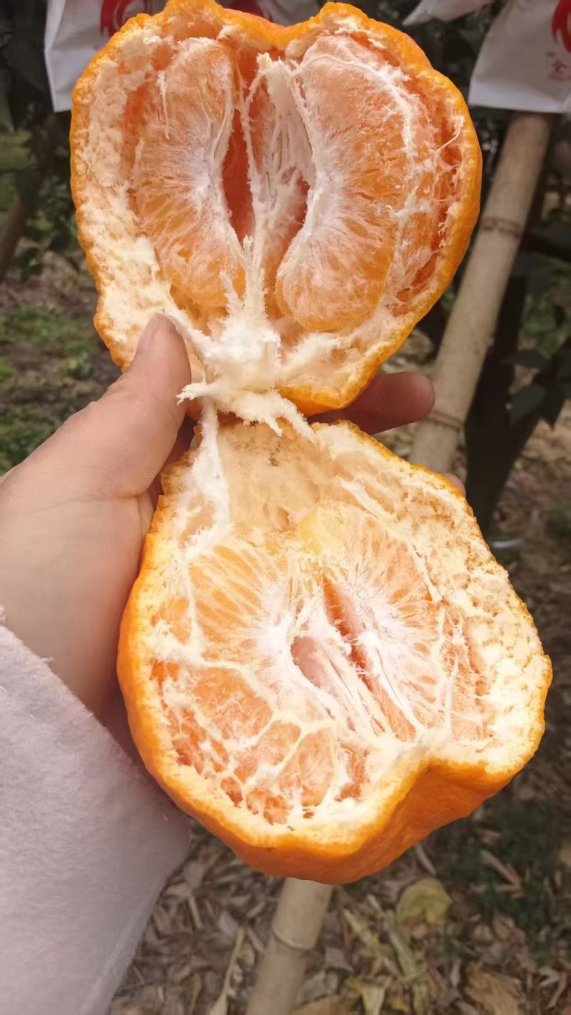 四川春见耙耙柑