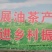 长林系列30公分到90公分浓香型直播裸根油茶苗欢迎选购