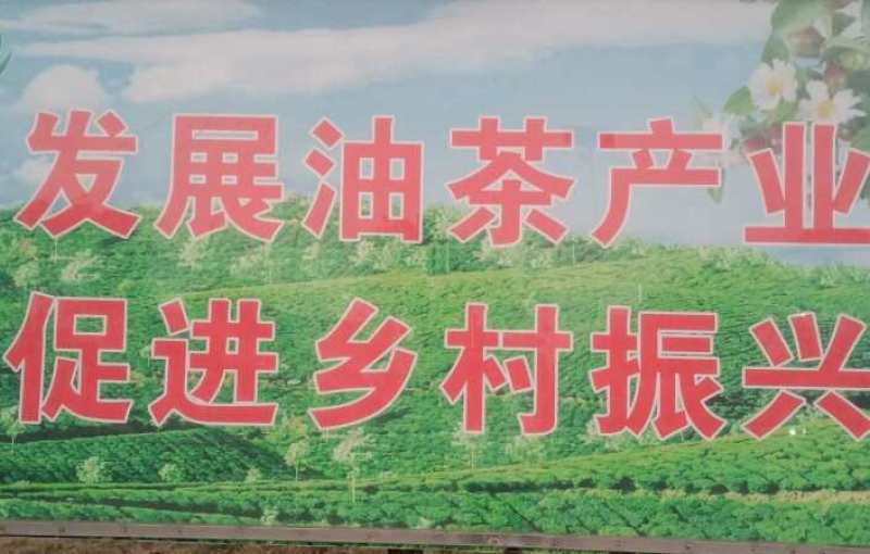 长林系列30公分到90公分浓香型直播裸根油茶苗欢迎选购
