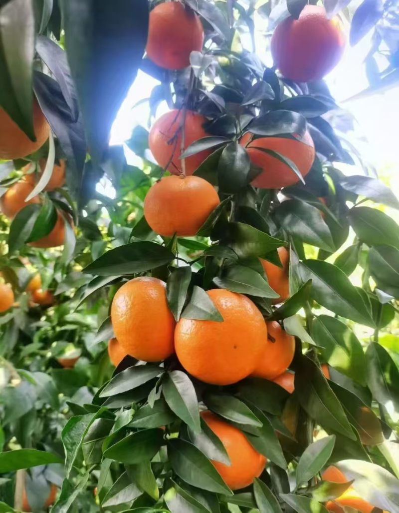重庆沃柑