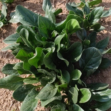 大田趴地菠菜