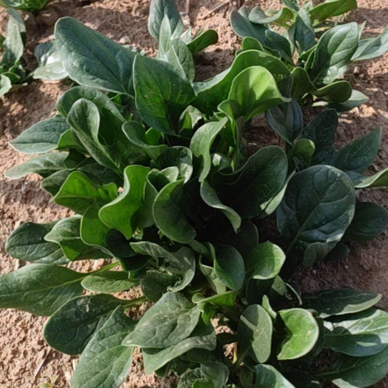 大田趴地菠菜