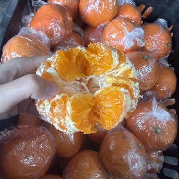 明日见柑橘