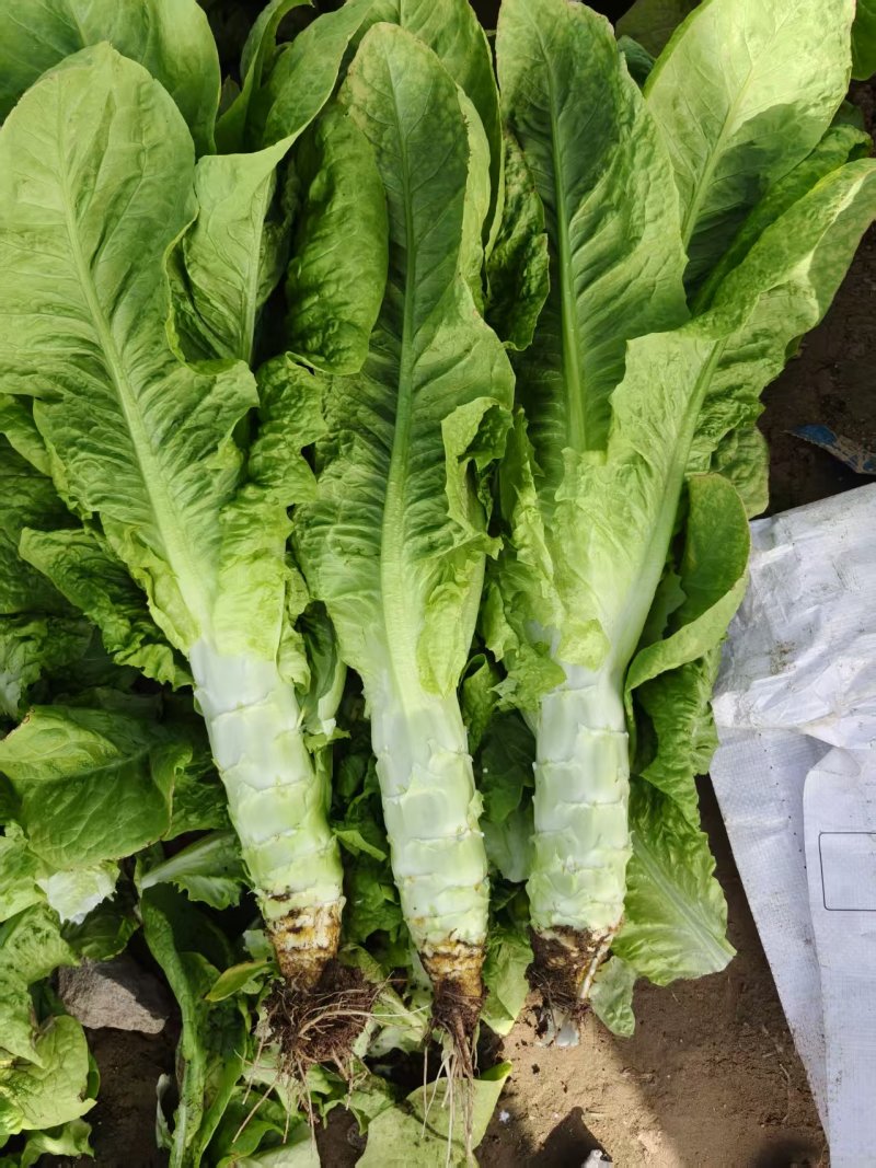 圆叶美笋大量上市，叶好杆白净，新鲜釆摘，质量保证，要联系