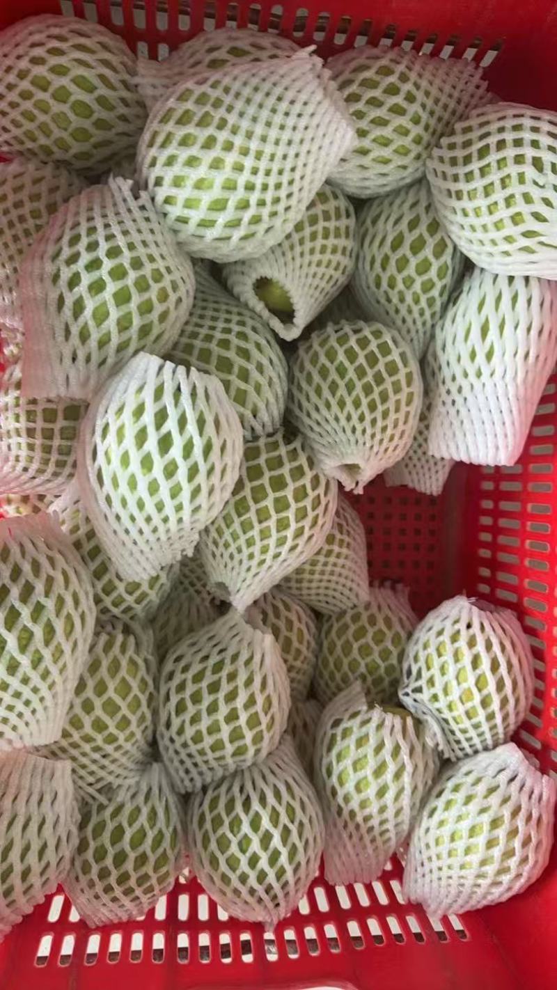 广东阳春番石榴红心芭乐白心基地直供量大从优实力代发