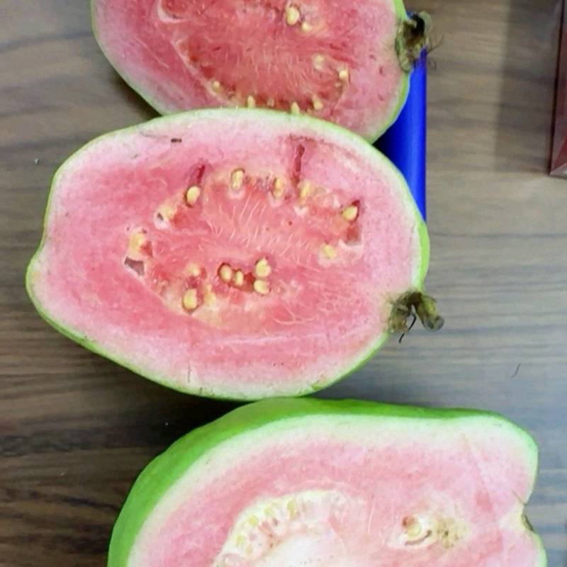 广东阳春番石榴红心芭乐白心基地直供量大从优实力代发