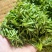 《英山云雾茶》黄冈高山云雾茶/春茶新茶/数量有限