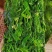 速冻荠菜新鲜速冻荠菜饺子馅大量批发一手货源充足