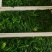 速冻荠菜新鲜速冻荠菜饺子馅大量批发一手货源充足