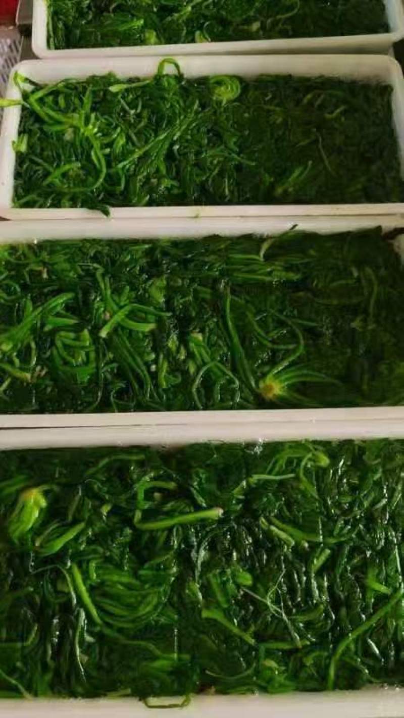 速冻荠菜新鲜速冻荠菜饺子馅大量批发一手货源充足