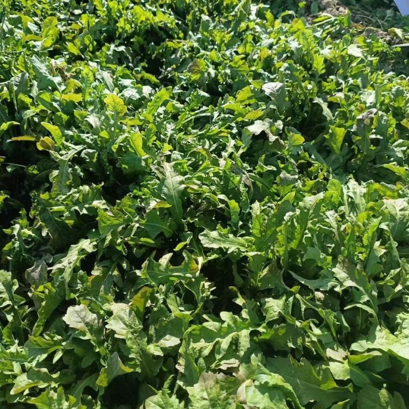 速冻荠菜新鲜速冻荠菜饺子馅大量批发一手货源充足