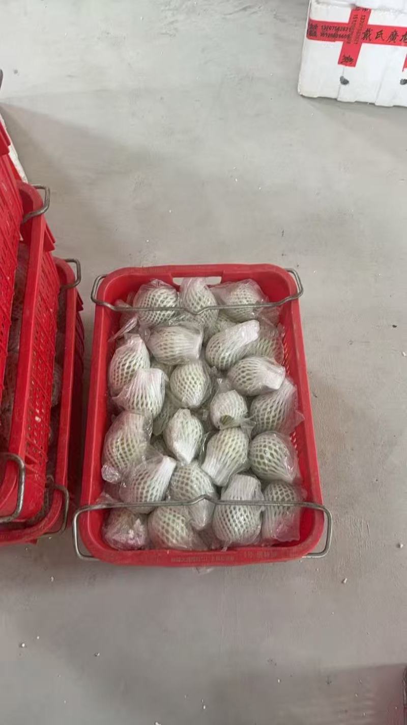 推荐广东阳春白心番石榴奶油芭乐珍珠芭乐白心芭乐货源充足