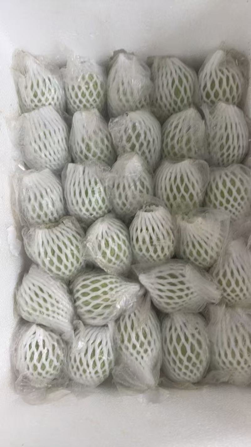 推荐广东阳春白心番石榴奶油芭乐珍珠芭乐白心芭乐货源充足