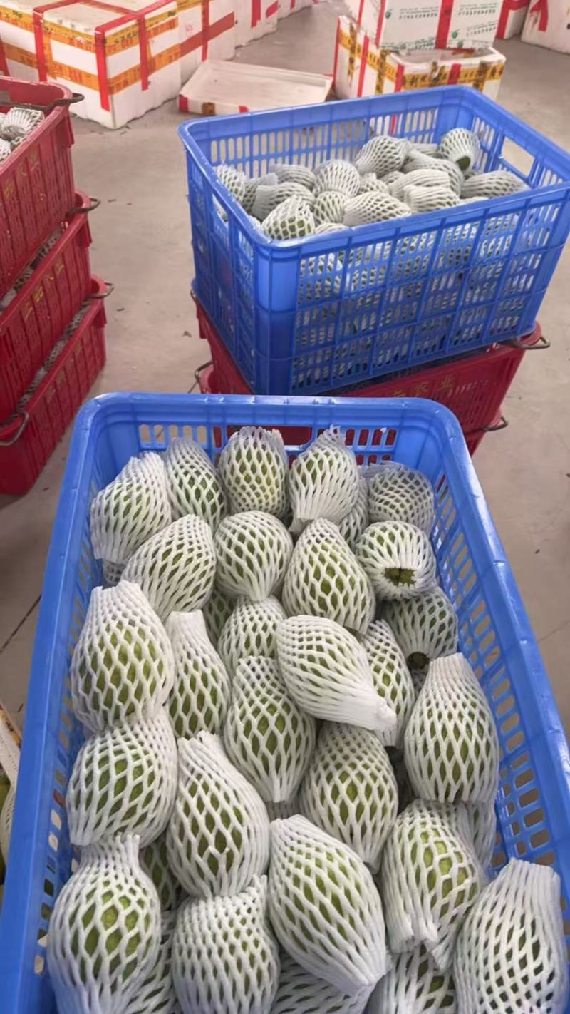推荐广东阳春白心番石榴奶油芭乐珍珠芭乐白心芭乐货源充足