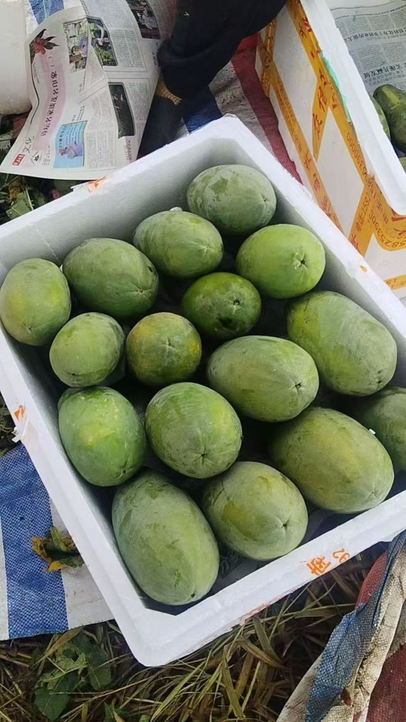 热卖中广东阳春水果木瓜红心木瓜基地直供欢迎联系订