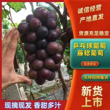乒乓球葡萄【优质】温室葡萄，量大质优，支持视频看货