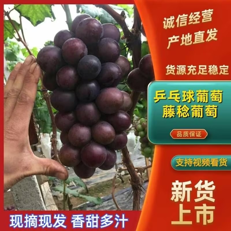 乒乓球葡萄【优质】温室葡萄，量大质优，支持视频看货