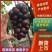 乒乓球葡萄【优质】温室葡萄，量大质优，支持视频看货