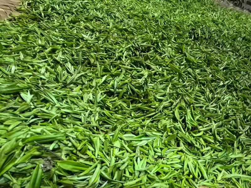 英山云雾茶/春茶，新茶上市/保质保量/来电有优惠