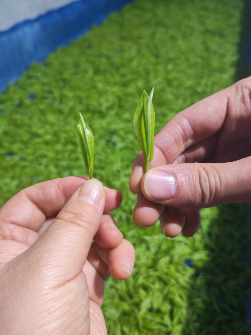 湘西黄金茶（绿茶，红茶）