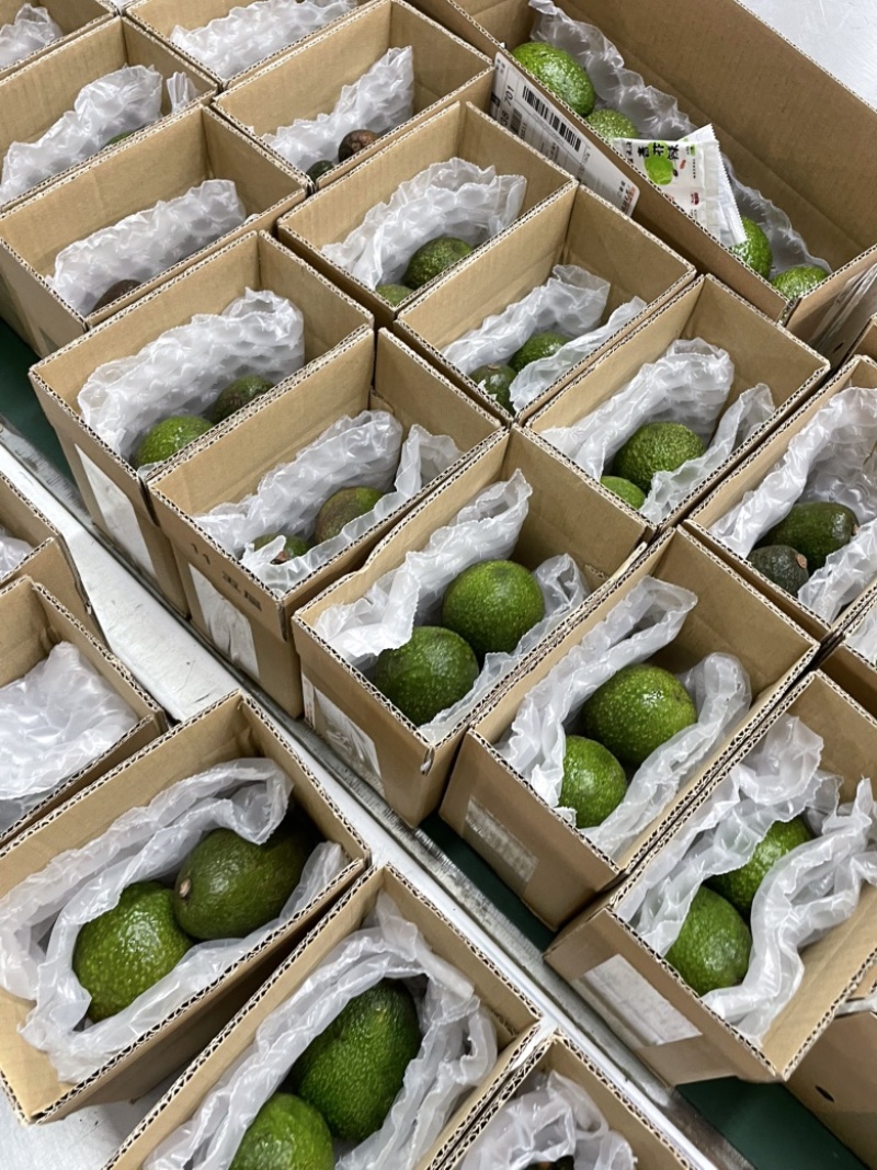 进口牛油果|一件代发|支持对接电商|货源稳定