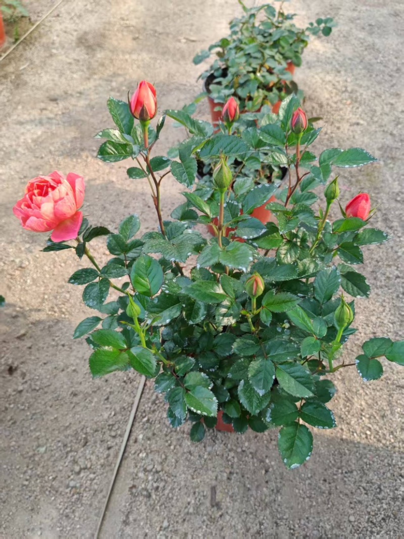 月季花大花月季观赏性好产地直发可对接全国客商视频看