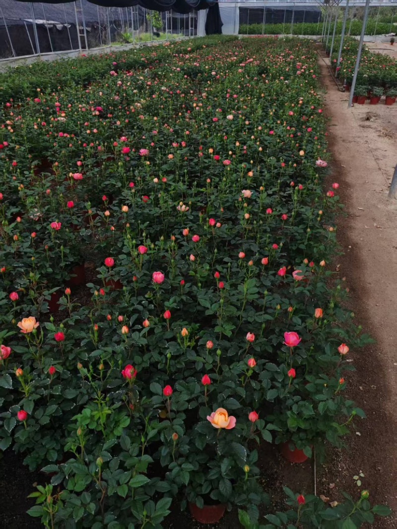 月季花大花月季观赏性好产地直发可对接全国客商视频看