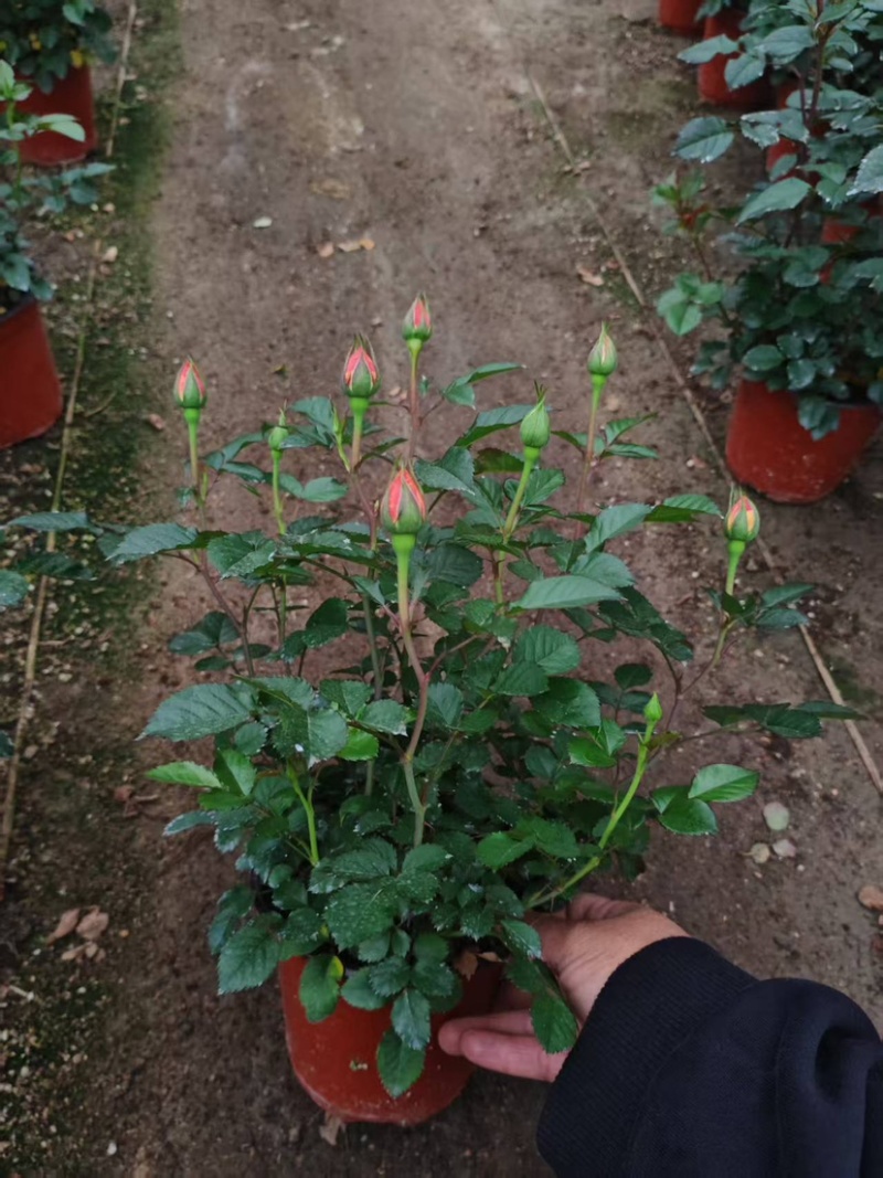 月季花大花月季观赏性好产地直发可对接全国客商视频看