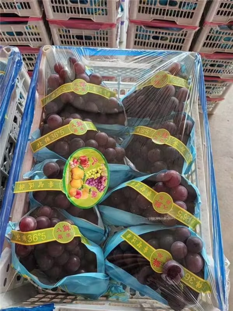 乒乓球葡萄【优质】温室葡萄，量大质优，支持视频看货