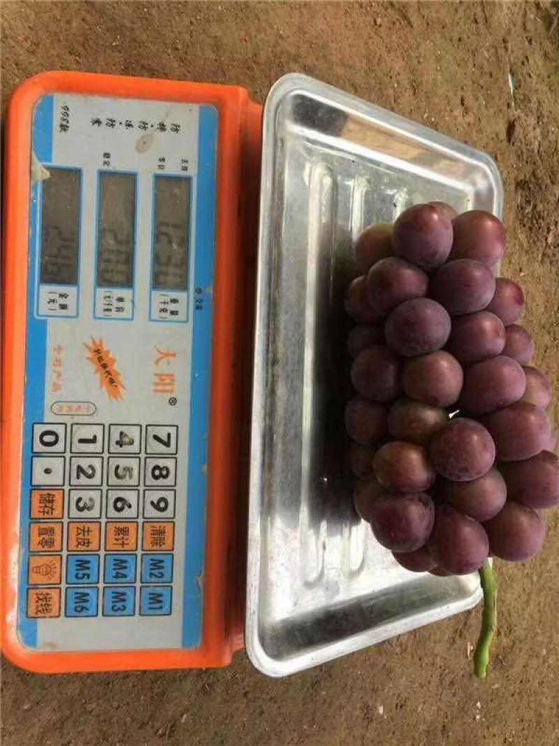 乒乓球葡萄【优质】温室葡萄，量大质优，支持视频看货