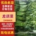 龙须菜大量上市，口感丰富，产地直发，品质有保障，量大从优