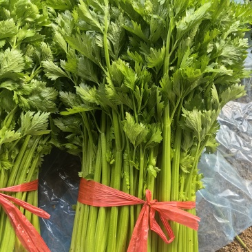 芹菜