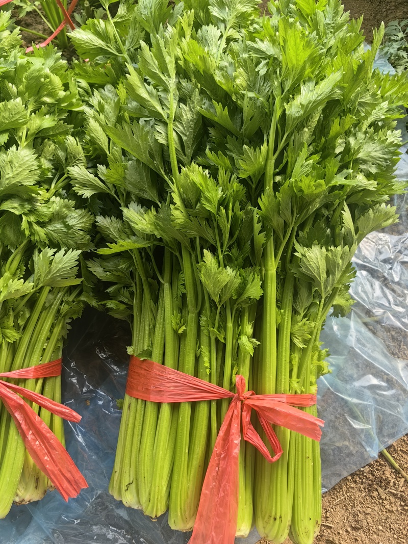芹菜