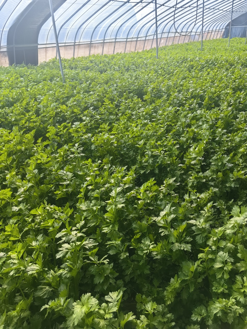 芹菜