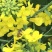 中蜂百花蜜是由中华蜜蜂采集多种植物花蜜酿制的蜂蜜