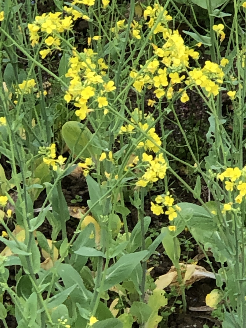 中蜂百花蜜是由中华蜜蜂采集多种植物花蜜酿制的蜂蜜