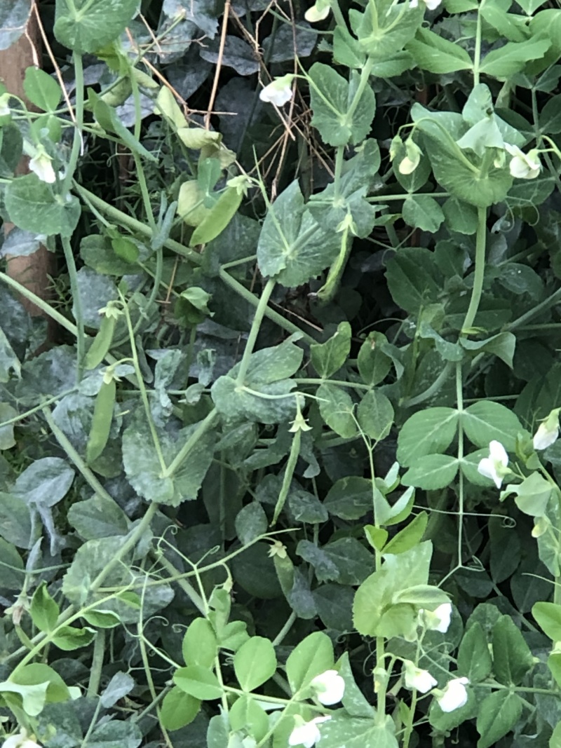 中蜂百花蜜是由中华蜜蜂采集多种植物花蜜酿制的蜂蜜