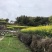 中蜂百花蜜是由中华蜜蜂采集多种植物花蜜酿制的蜂蜜