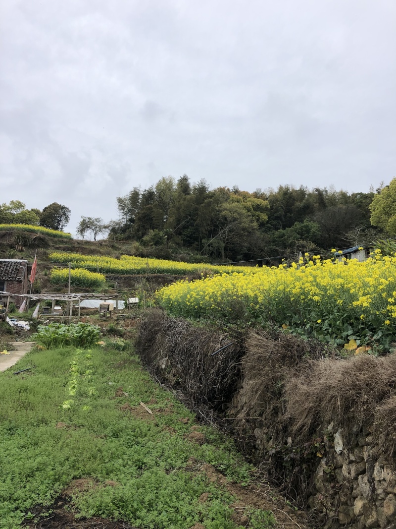 中蜂百花蜜是由中华蜜蜂采集多种植物花蜜酿制的蜂蜜