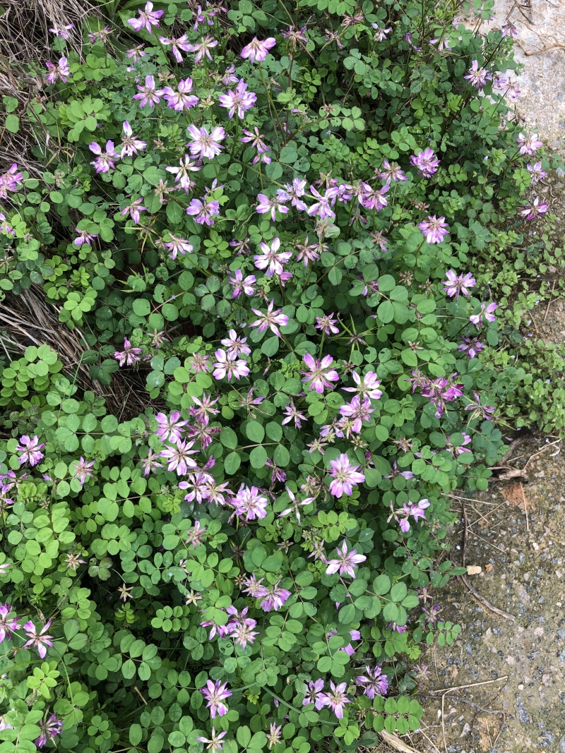 中蜂百花蜜是由中华蜜蜂采集多种植物花蜜酿制的蜂蜜