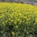 中蜂百花蜜是由中华蜜蜂采集多种植物花蜜酿制的蜂蜜