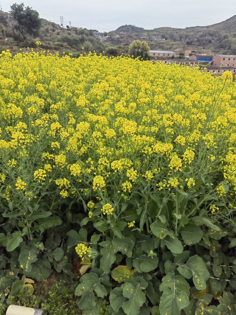 中蜂百花蜜是由中华蜜蜂采集多种植物花蜜酿制的蜂蜜