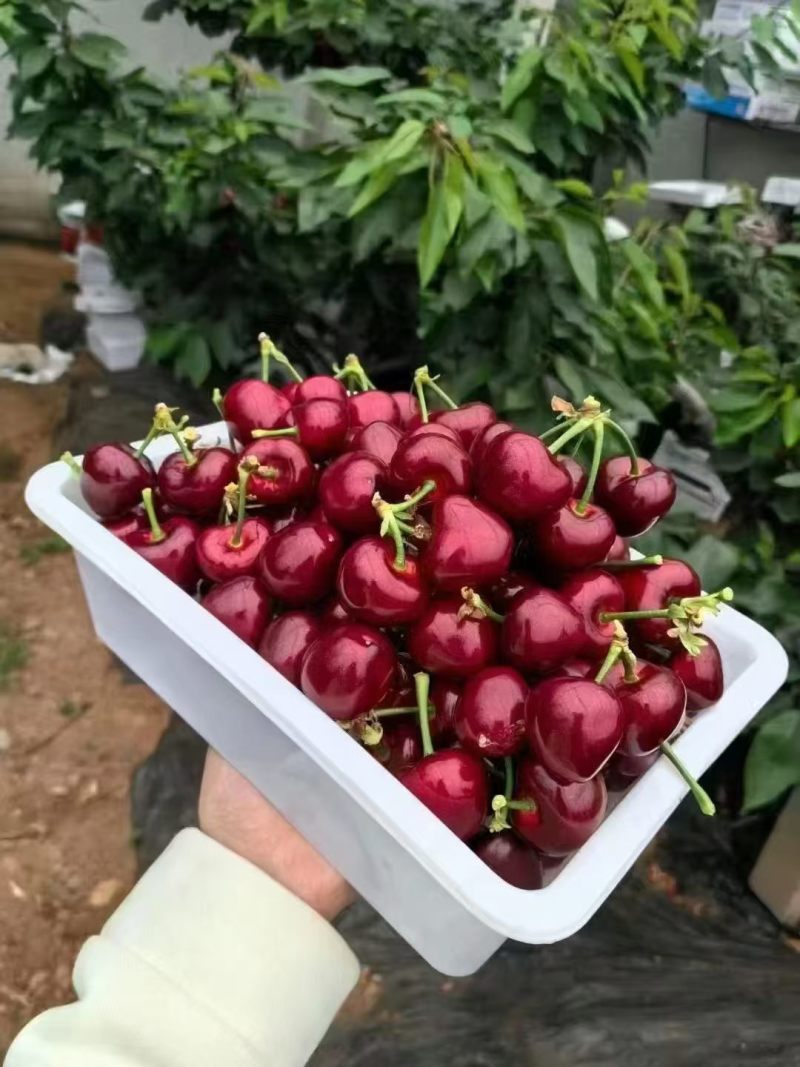 大连美早大樱桃