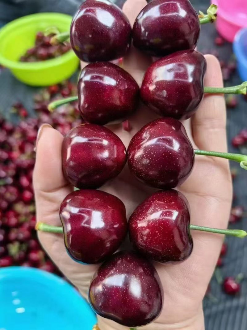 大连美早大樱桃